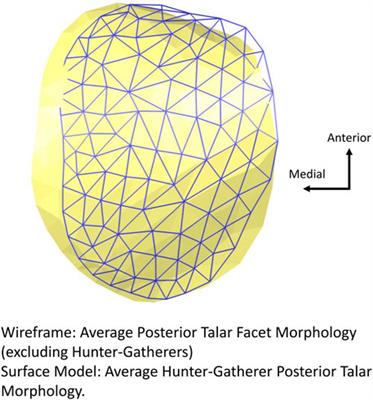 Human calcaneal variation relative to subsistence strategy, activity level, and footwear